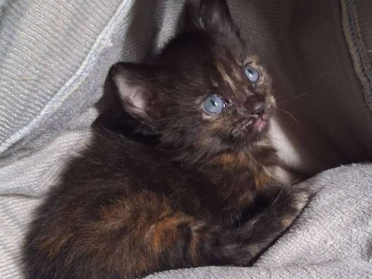 Cahuete, chatonne à adopter en assocation