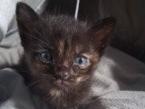 Cahuete, chatonne à adopter en assocation