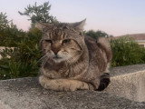 Fripouille, chat tigré à l'adoption