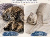 Chatons British Longhair et Shorthair à vendre