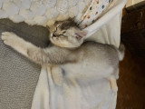 Chaton British Shorthair à vendre