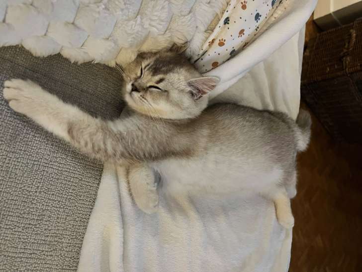 Chaton British Shorthair à vendre