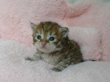 4 chatons Sibériens LOOF nés en avril 2026 à réserver