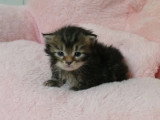 4 chatons Sibériens LOOF nés en avril 2026 à réserver