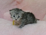 4 chatons Sibériens LOOF nés en avril 2026 à réserver