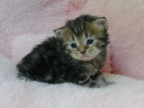 4 chatons Sibériens LOOF nés en avril 2026 à réserver
