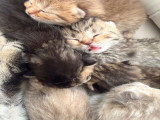 Chatons British shorthair disponibles pour mi juin