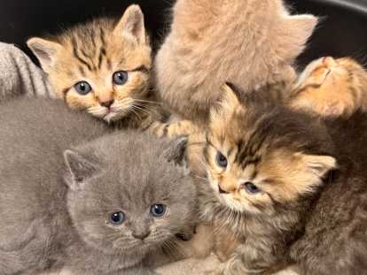 Chatons British shorthair disponibles pour mi juin