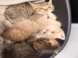 Chatons British shorthair disponibles pour mi juin