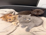 Chatons British shorthair disponibles pour mi juin