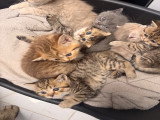Chatons British shorthair disponibles pour mi juin
