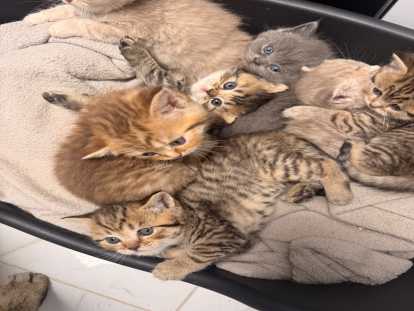 Chatons British shorthair disponibles pour mi juin