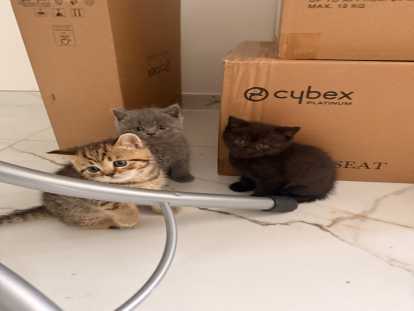 Chatons British shorthair disponibles pour mi juin
