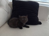 Chatons British shorthair disponibles pour mi juin