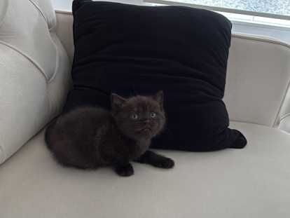 Chatons British shorthair disponibles pour mi juin