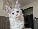 Trois chatons femelles Maine Coon LOOF nées février 2026 à vendre