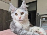 Trois chatons femelles Maine Coon LOOF nées février 2026 à vendre