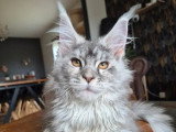 Trois chatons femelles Maine Coon LOOF nées février 2026 à vendre