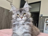 Chaton femelle Maine Coon bleue tortie silver LOOF de février 2026 en vente