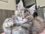 Chaton femelle Maine Coon bleue tortie silver LOOF de février 2026 en vente