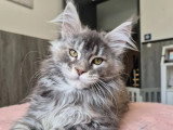 Chaton femelle Maine Coon bleue tortie silver LOOF de février 2026 en vente