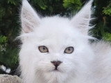 Maine Coon mâle black silver shell LOOF de 2022 disponible à la saillie