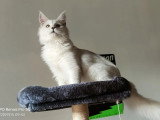 Maine Coon mâle black silver shell LOOF de 2022 disponible à la saillie