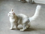 Maine Coon mâle black silver shell LOOF de 2022 disponible à la saillie