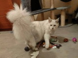 Maine Coon mâle black silver shell LOOF de 2022 disponible à la saillie