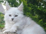 Maine Coon mâle black silver shell LOOF de 2022 disponible à la saillie