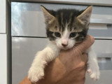 Cactus, chaton de 6 semaines à adopter en association