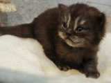 Chatons Scottish Straight avec pedigree à vendre