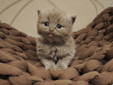 Chatons Scottish Straight avec pedigree à vendre