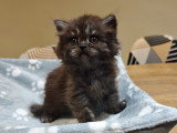 Chatons Scottish Straight avec pedigree à vendre