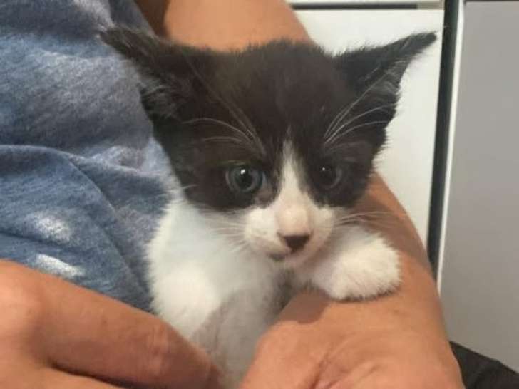 Félix chaton noir et blanc à adopter en association