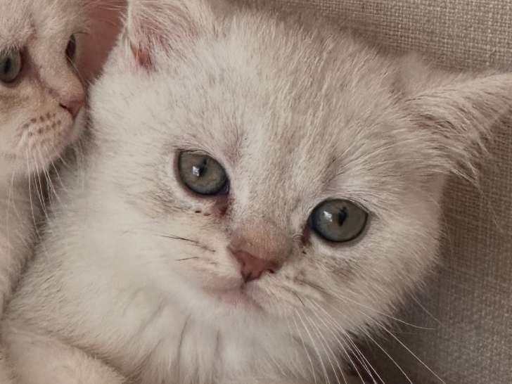Chaton British Shorthair LOOF lilac silver shaded à vendre