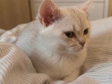 Chaton British Shorthair LOOF lilac silver shaded à vendre