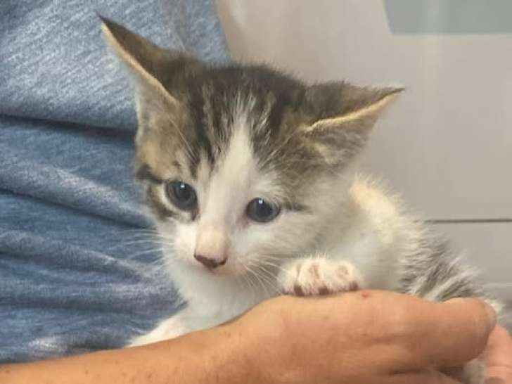 Rhum, chaton à adopter en association