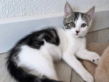 Rhum, chaton à adopter en association
