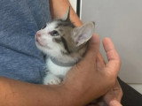 Hareng, chaton à adopter en association