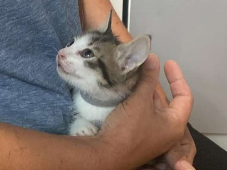 Hareng, chaton à adopter en association