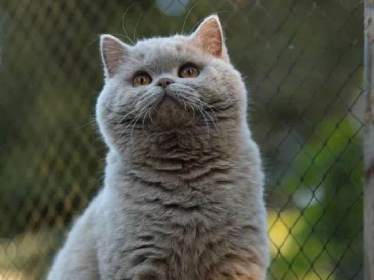 Chaton British Shorthair mâle LOOF à vendre né juin 2025
