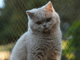 Chaton British Shorthair mâle LOOF à vendre né juin 2025