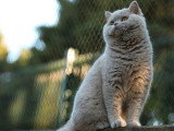 Chaton British Shorthair mâle LOOF à vendre né juin 2025