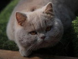Chaton British Shorthair mâle LOOF à vendre né juin 2025