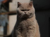 Chaton British Shorthair mâle LOOF à vendre né juin 2025