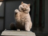 Chaton British Shorthair mâle LOOF à vendre né juin 2025
