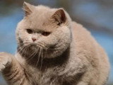 Chaton British Shorthair mâle LOOF à vendre né juin 2025
