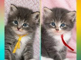 Deux chatons Sibériens mâles blue tabby et blanc d'avril 2026 à réserver LOOF