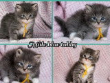 Deux chatons Sibériens mâles blue tabby et blanc d'avril 2026 à réserver LOOF